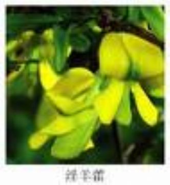 Epimedium Extract